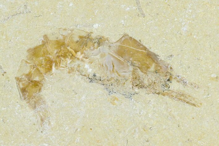 Cretaceous Fossil Shrimp - Lebanon #123935